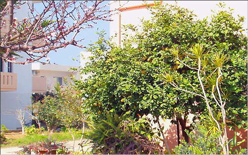 Almond blossom and ripe lemon fruit in the inner yard